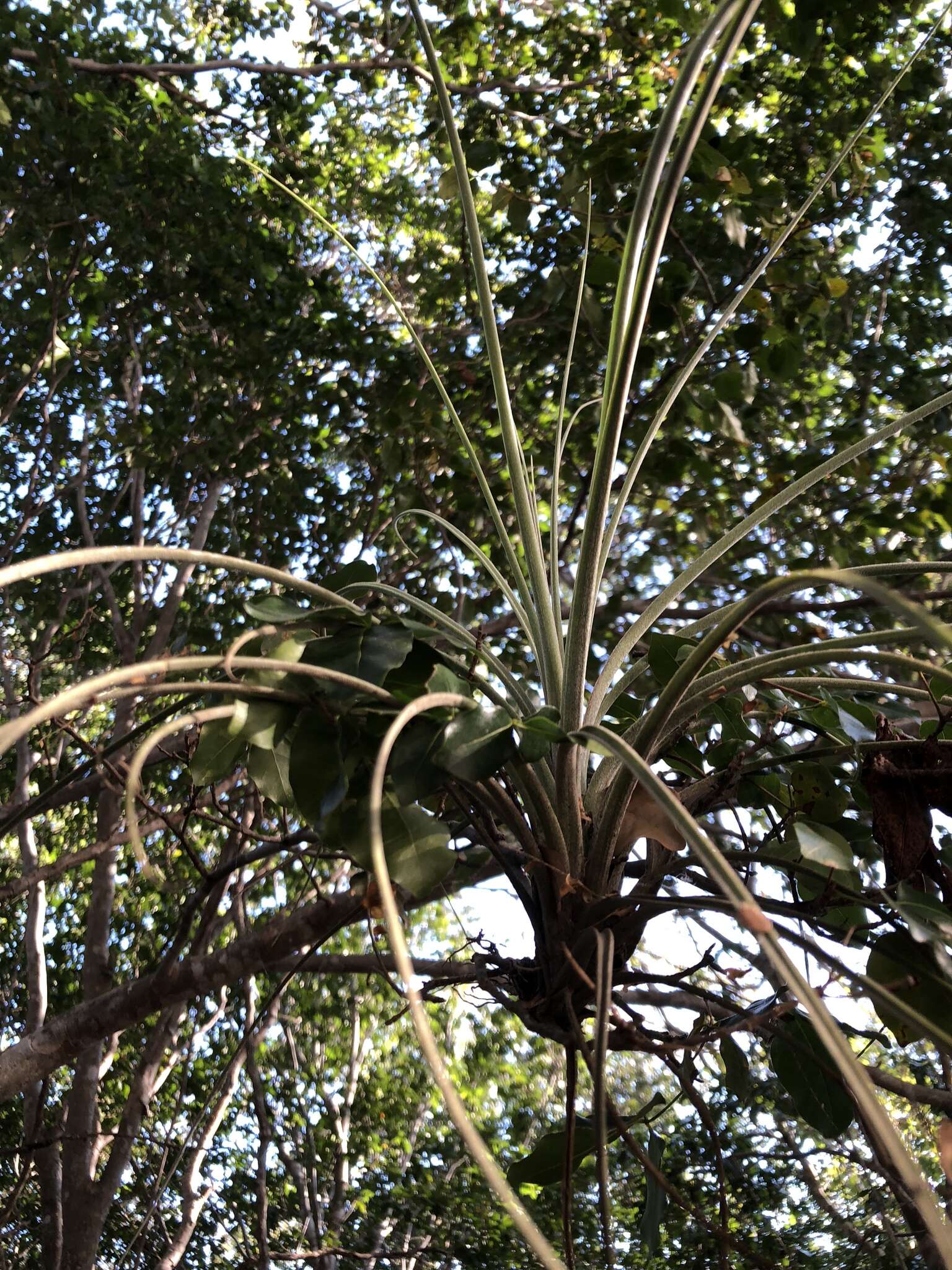 Tillandsia exserta Fernald resmi