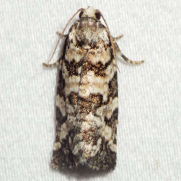 Image of Spring Spruce Needle Moth