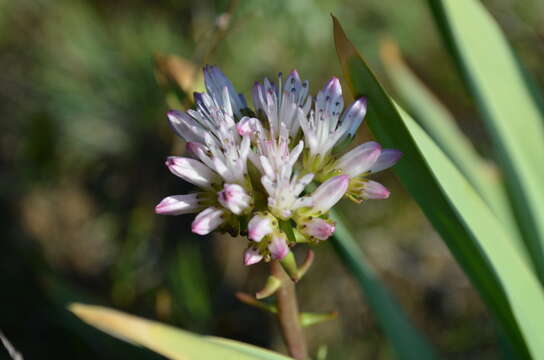 Image of Pseudosedum longidentatum Boriss.