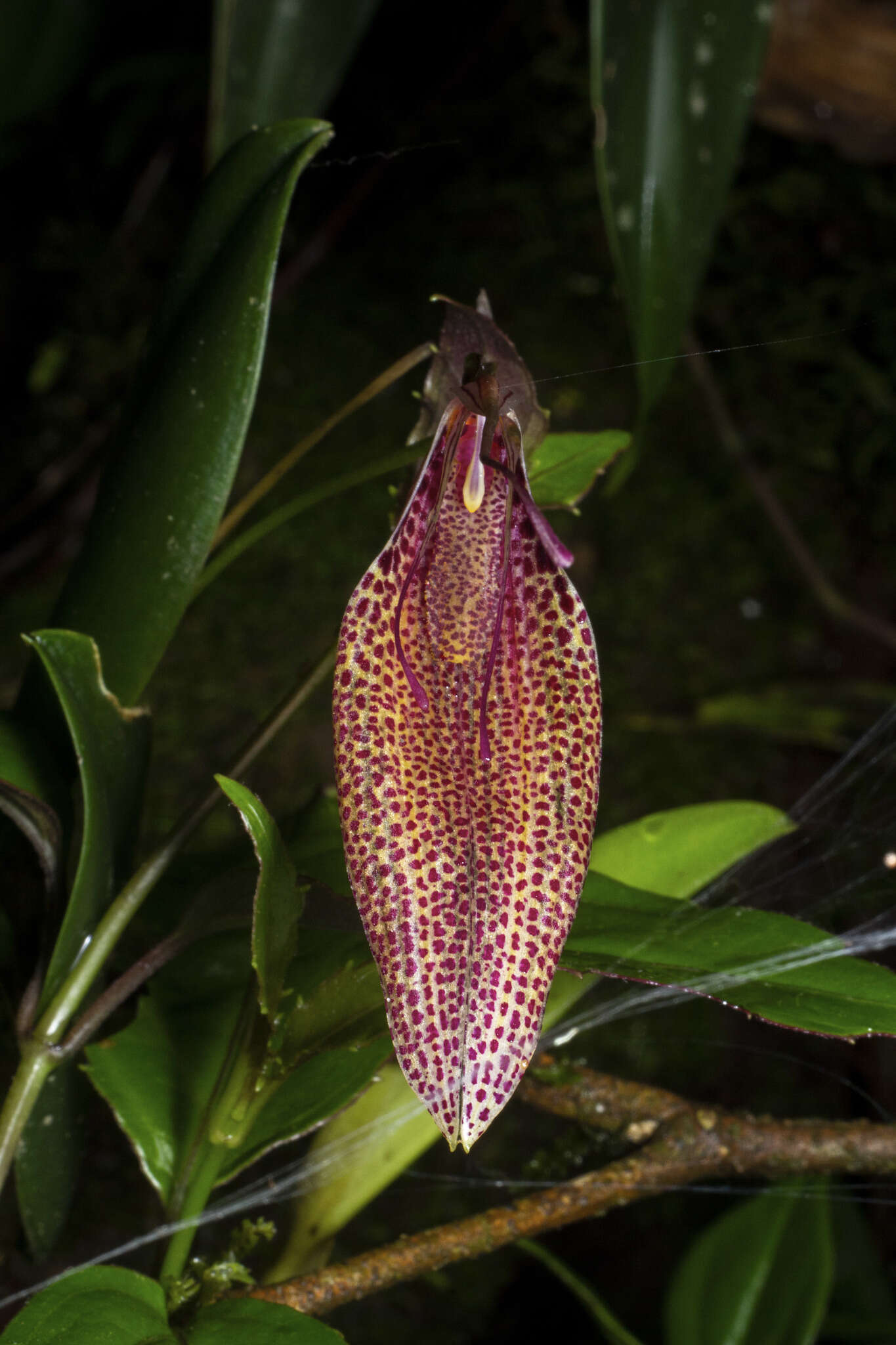 Image of Small-spotted Restrepia