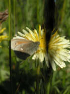 Plancia ëd Coenonympha tullia chatiparae Sheljuzhko 1937