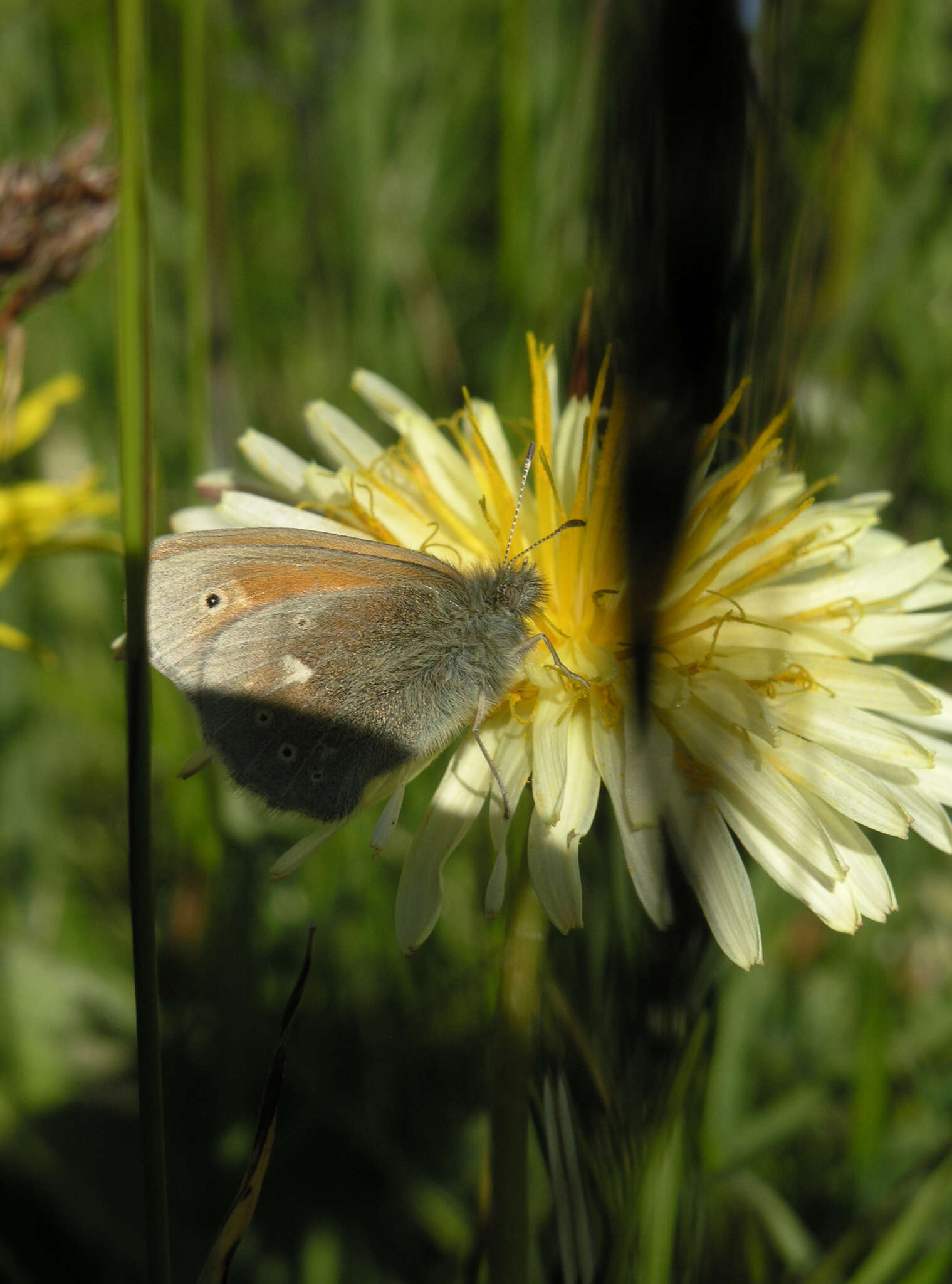 Image of Coenonympha tullia chatiparae Sheljuzhko 1937