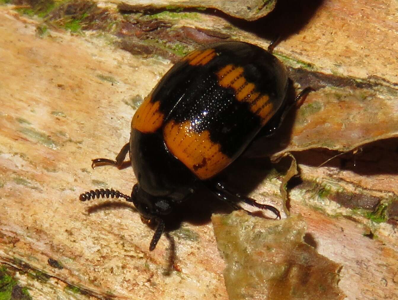 Image of Diaperis boleti (Linnaeus 1758)