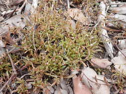 Image of Calandrinia calyptrata Hook. fil.