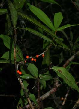 Imagem de Daphnopsis granitica Pruski & Barringer