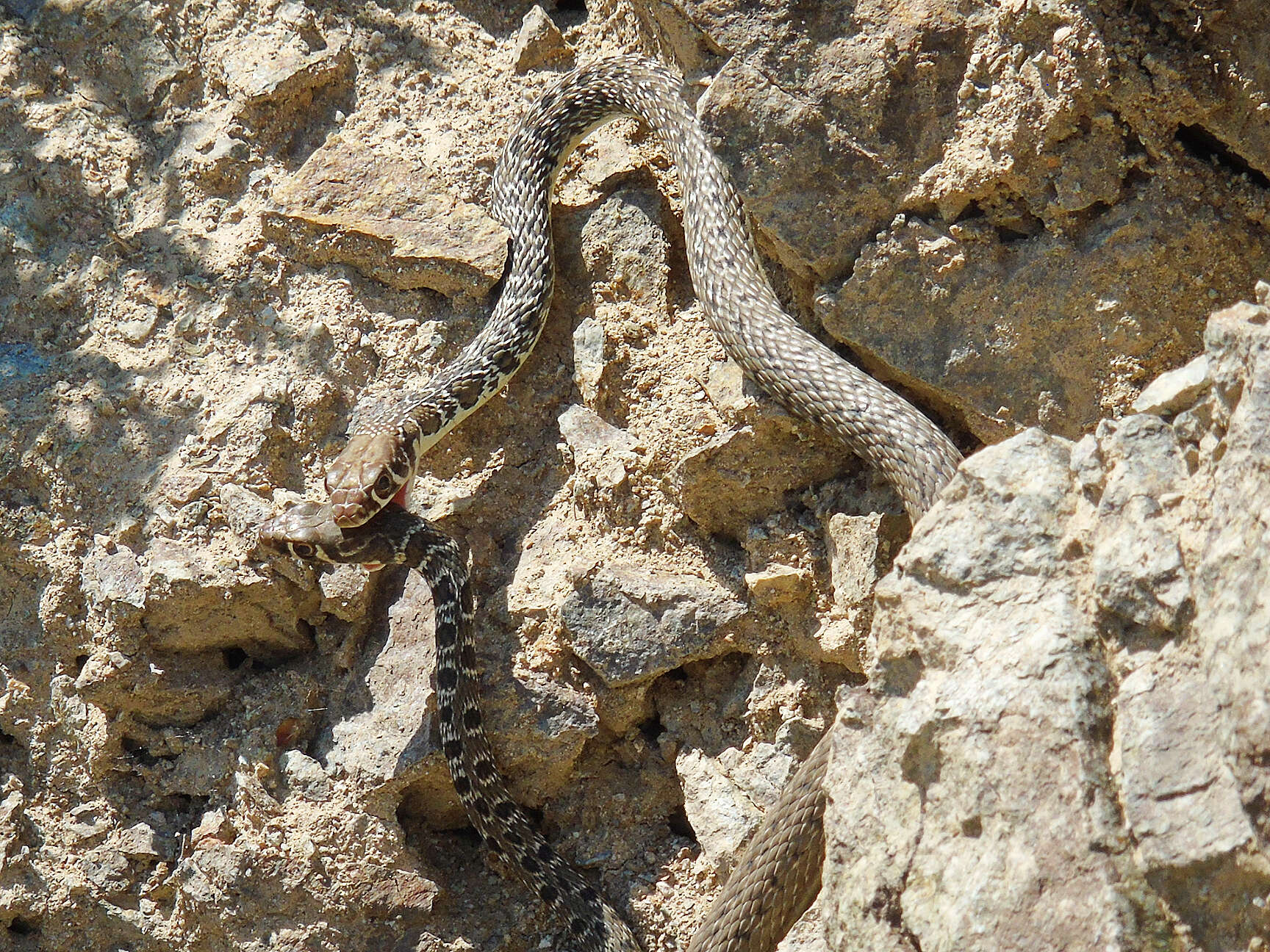 Image of Platyceps najadum najadum (Eichwald 1831)