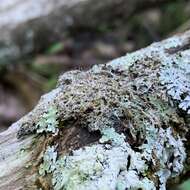 Image of American gomphillus lichen