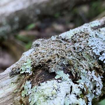 Gomphillus americanus Essl. resmi