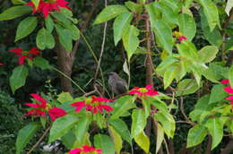 Image of Arrow-marked Babbler