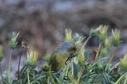 Image of Cape Canary