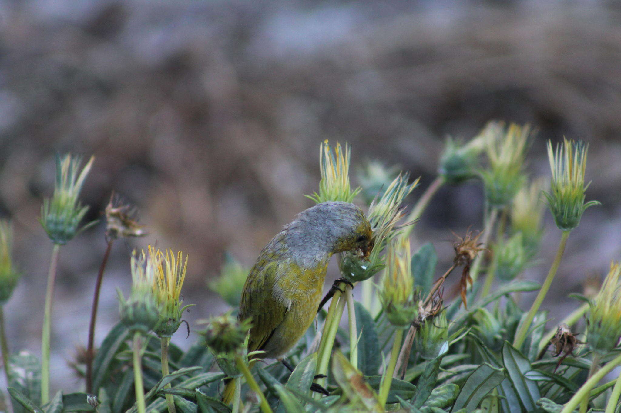 Image of Cape Canary