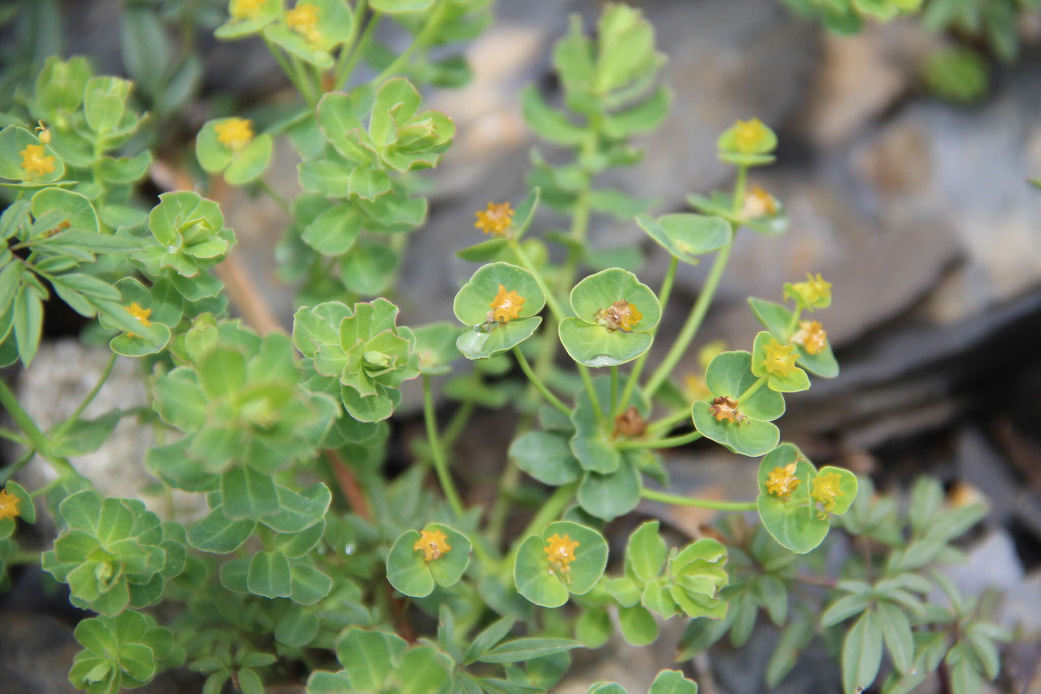 Image of Euphorbia buschiana Grossh.