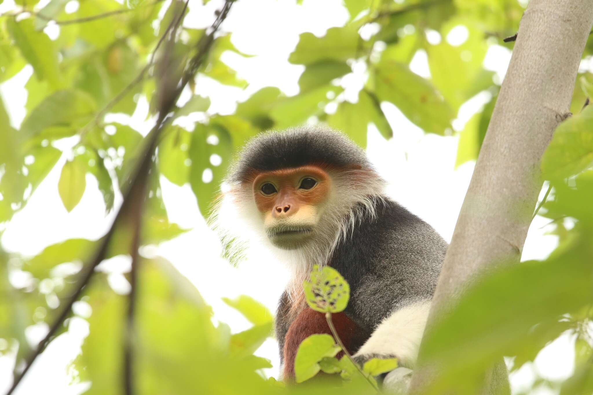 Image of Douc Langurs