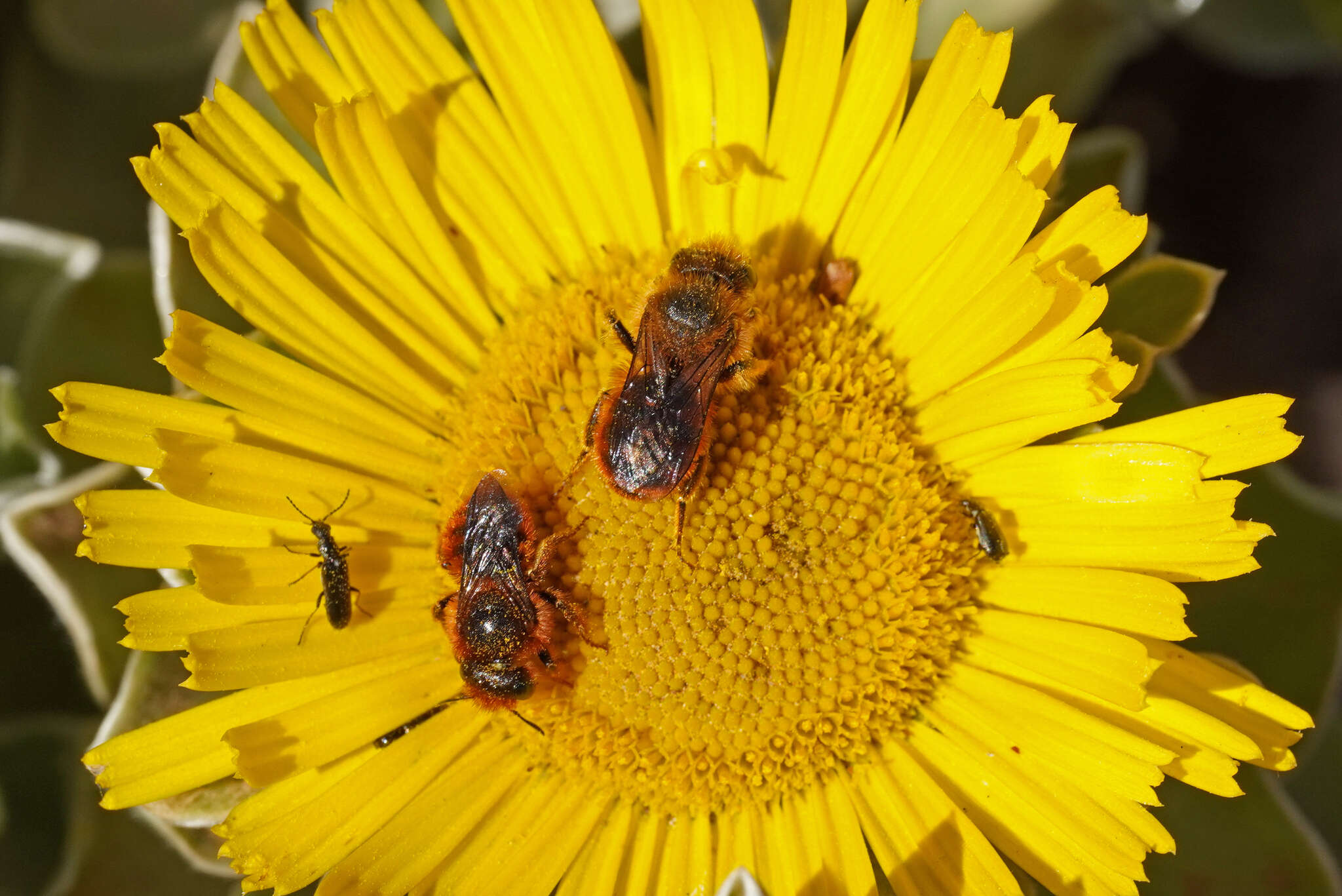 Image of Osmia cinnabarina Pérez 1895