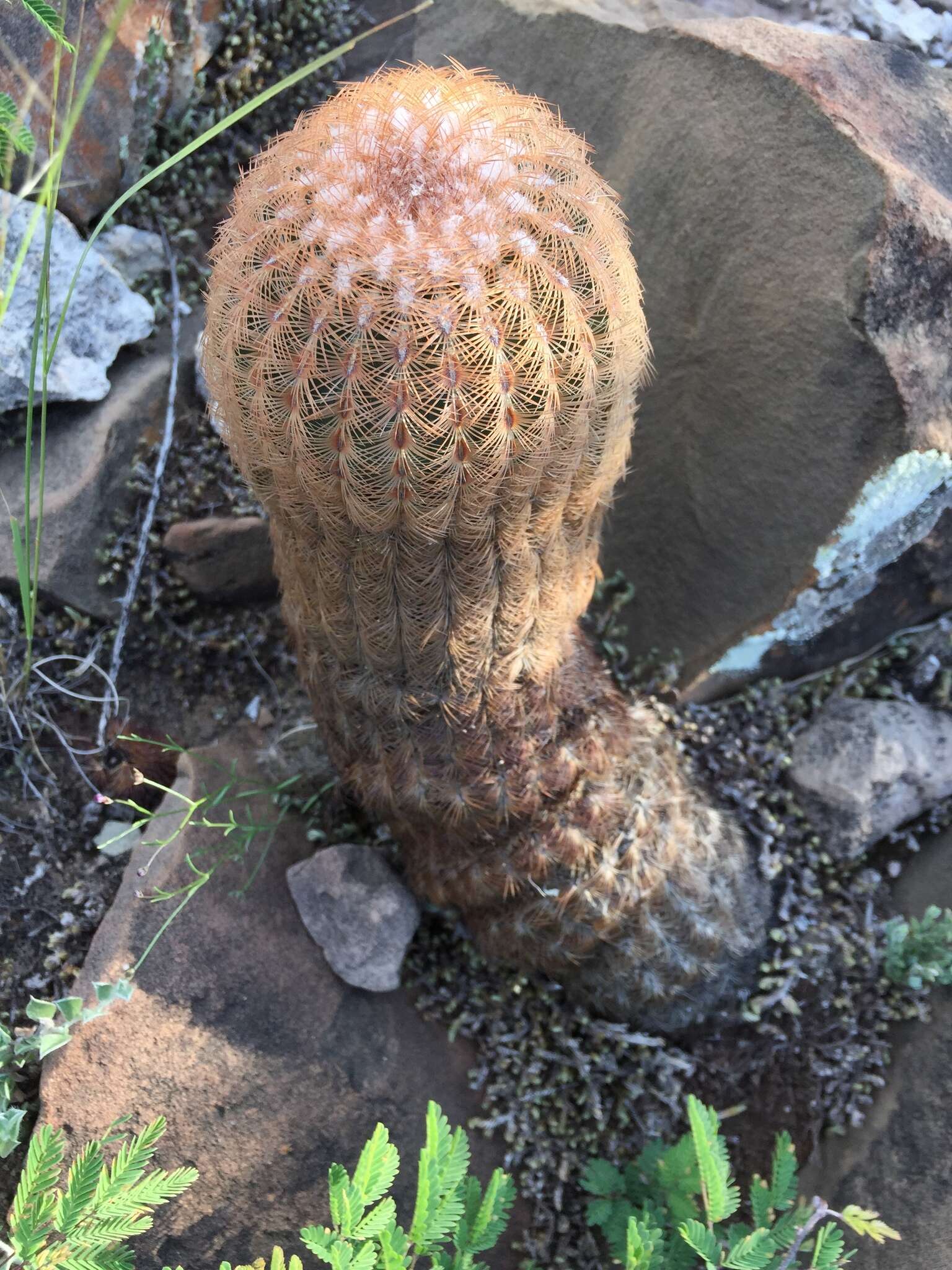 Image of Echinocereus reichenbachii var. reichenbachii