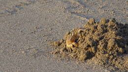 Image of tufted ghost crab