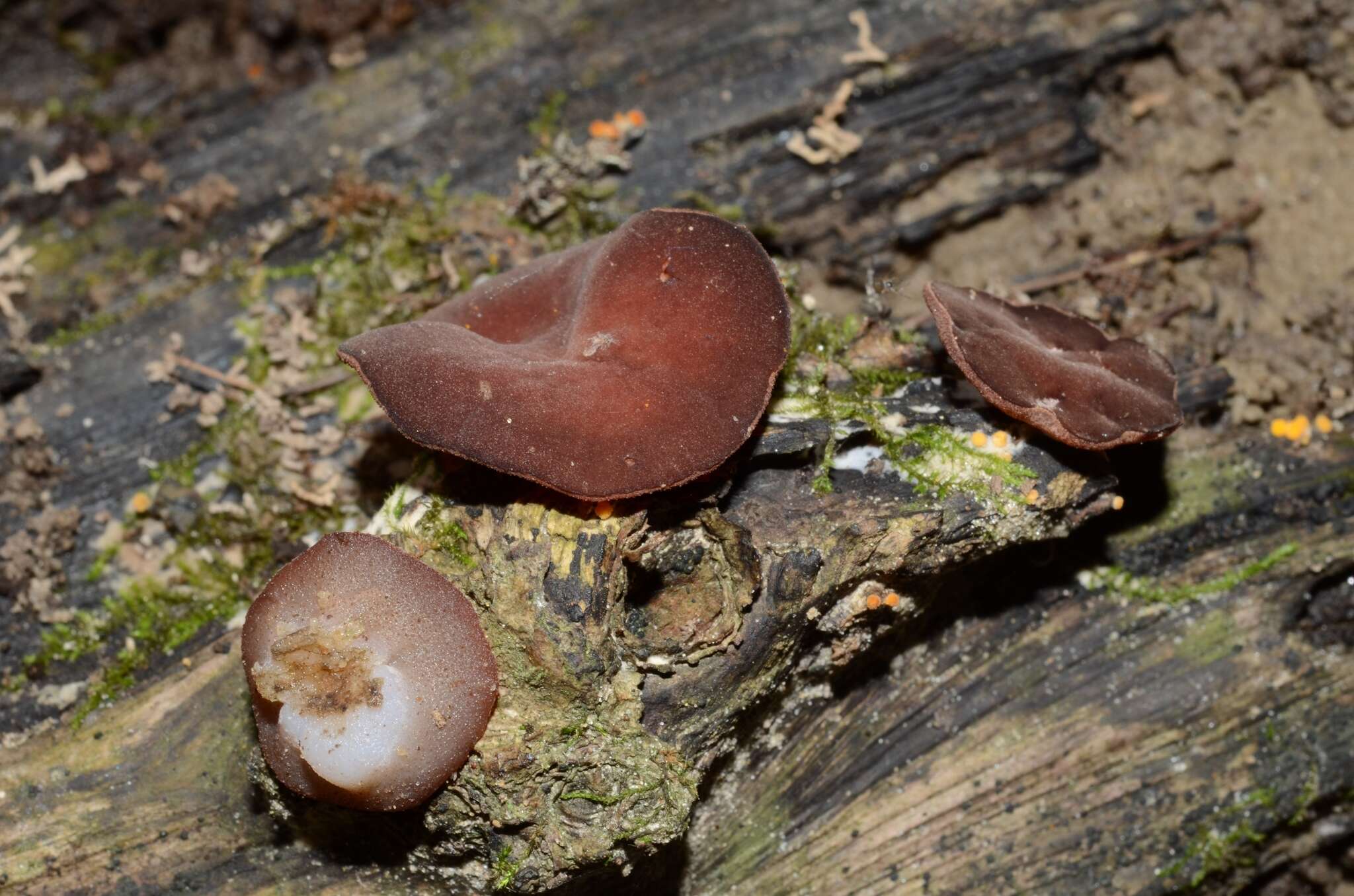 Image of Purpureodiscus