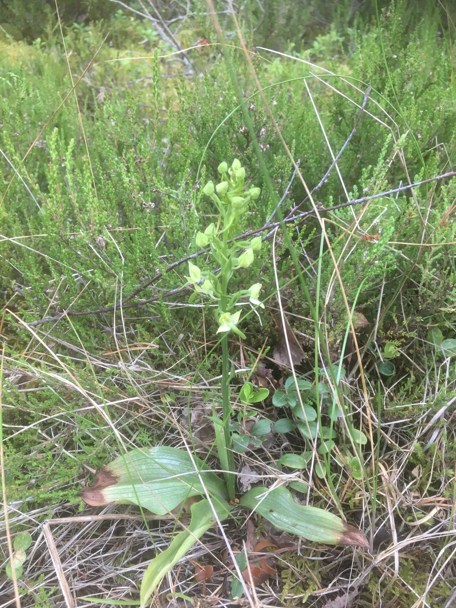 Слика од Platanthera chlorantha (Custer) Rchb.