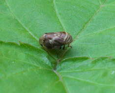 صورة Clastoptera obtusa (Say 1825)