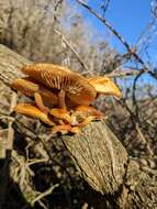 Image de Flammulina lupinicola (Redhead & R. H. Petersen) C. Hahn 2016