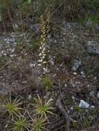 Слика од Aletris bracteata Northr.