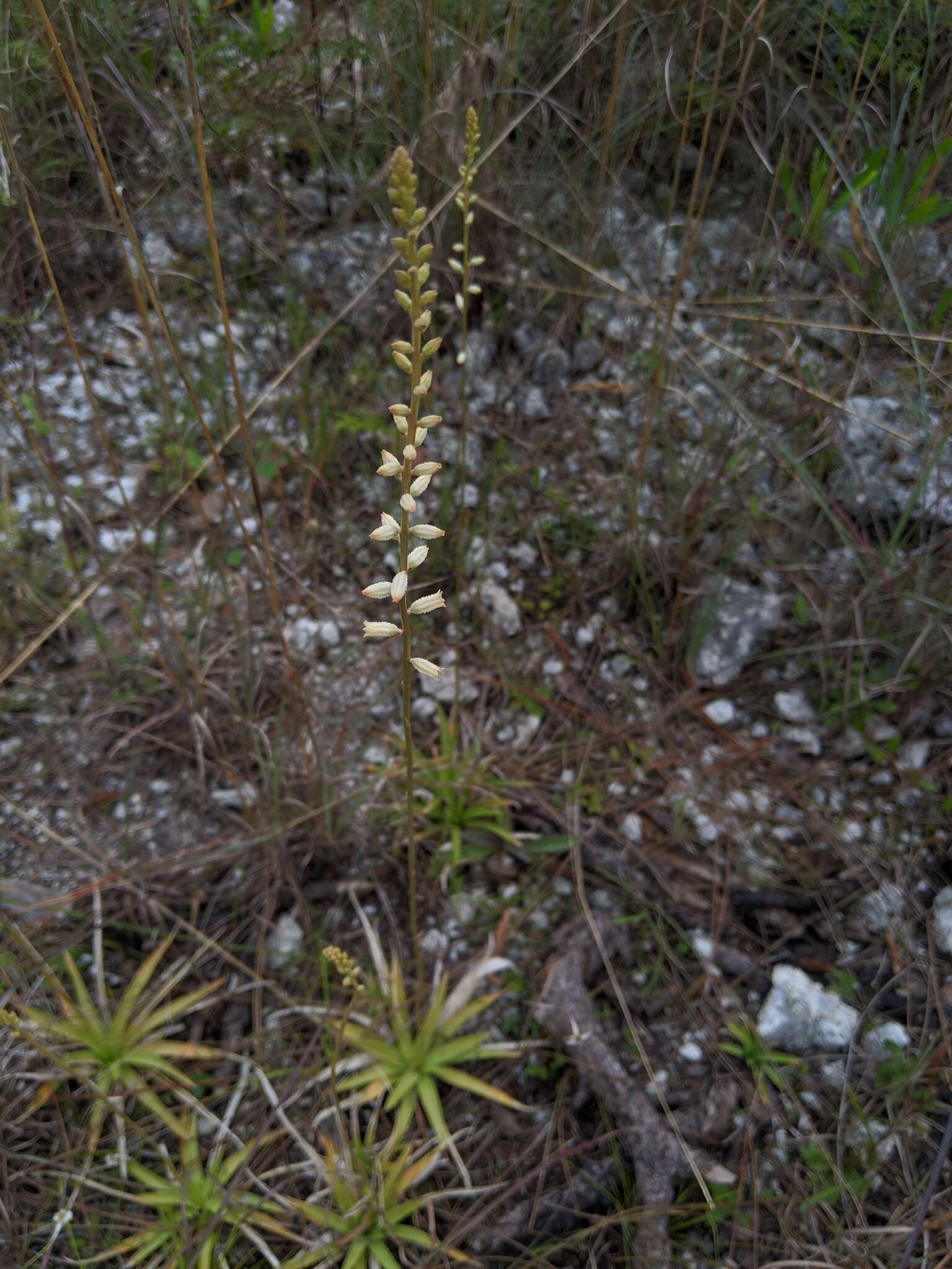 Image of Bracted Colicroot