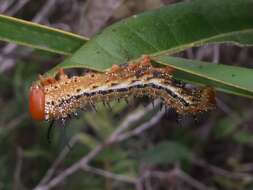 Image of Anisota consularis Dyar 1896