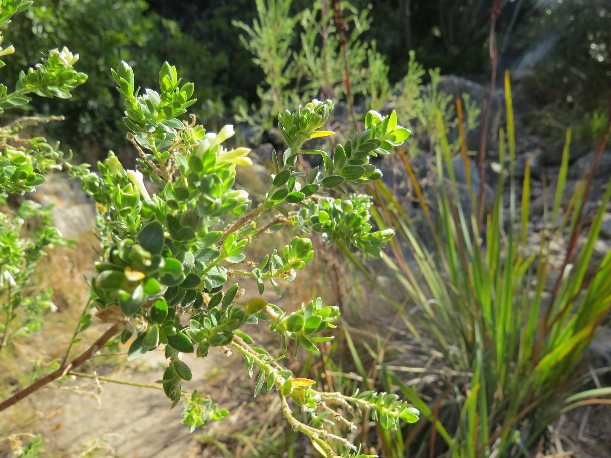 Image of Gnidia sericea (L.) L.