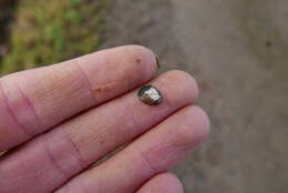 Image of giant pea mussel