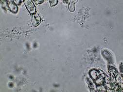 Imagem de Pachyella celtica (Boud.) Häffner 1993