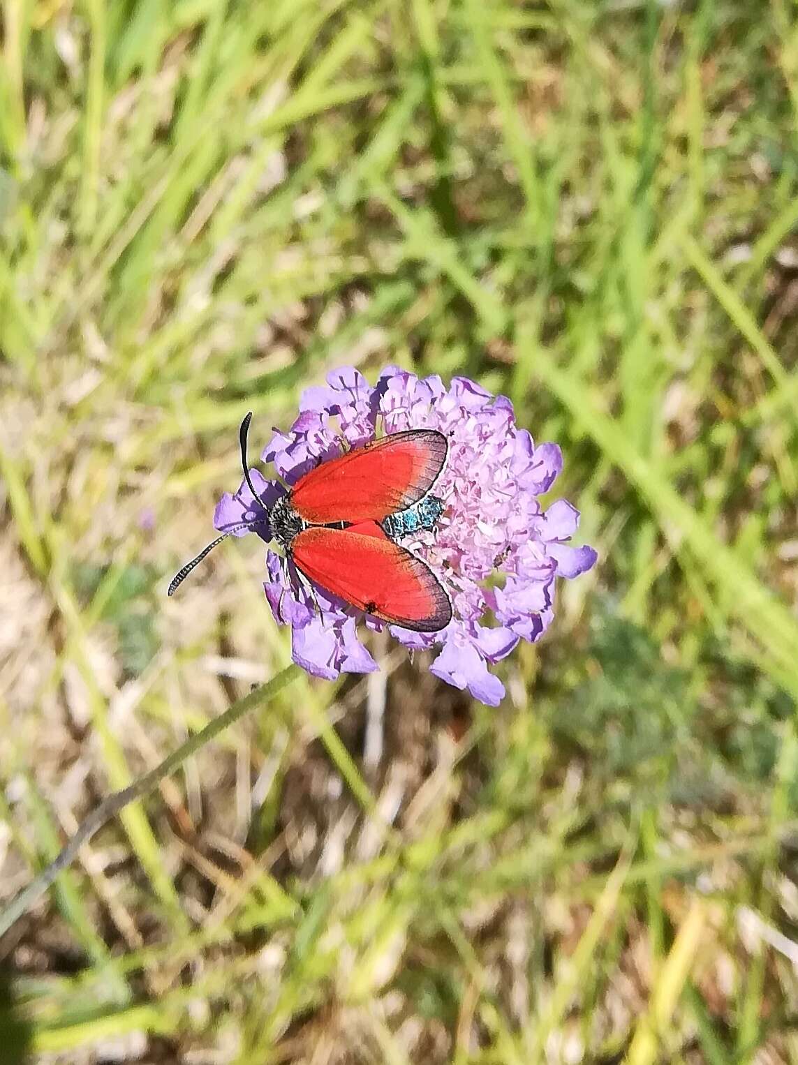 Sivun Zygaena rubicundus kuva