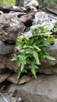 Polypodium cambricum subsp. macaronesicum (Bobrov) Fraser-Jenkins的圖片