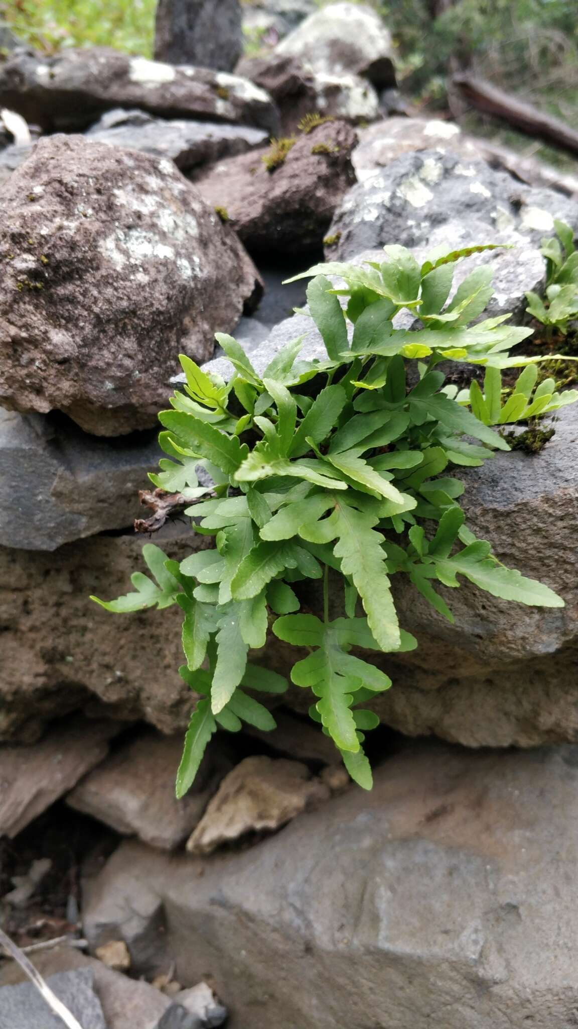 Plancia ëd Polypodium cambricum subsp. macaronesicum (Bobrov) Fraser-Jenkins