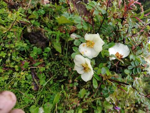 Image of Rosa sericea Lindl.