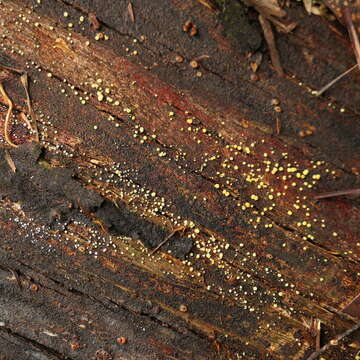 Image of Trichoderma gelatinosum P. Chaverri & Samuels 2003