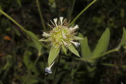 Image of Lomelosia divaricata (Jacq.) W. Greuter & Burdet