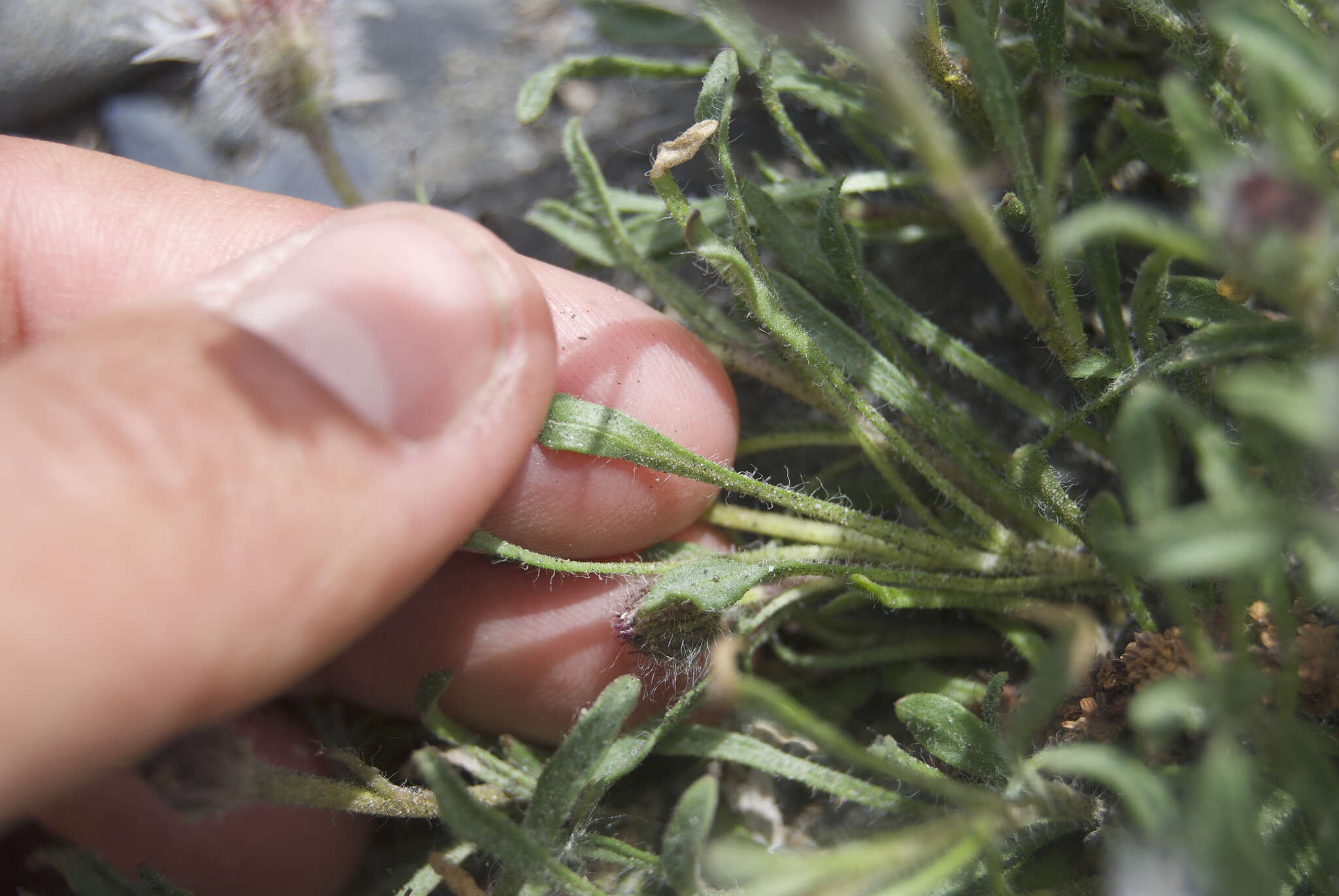 Image of Mex's fleabane