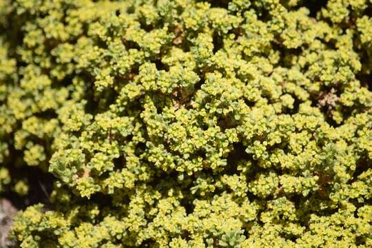 Image of Azorella trisecta