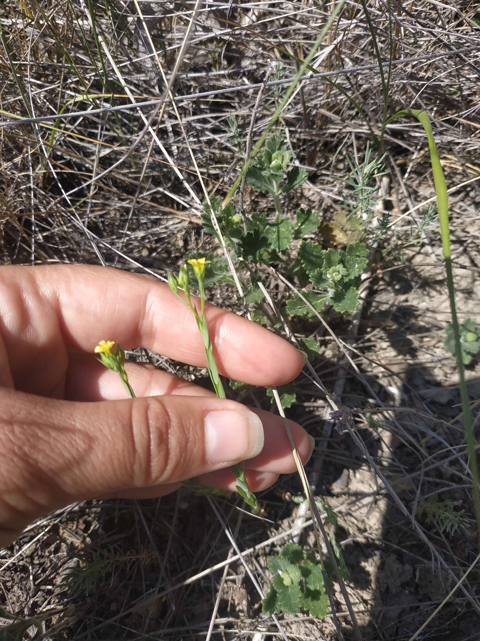 Linum corymbulosum Rchb. resmi