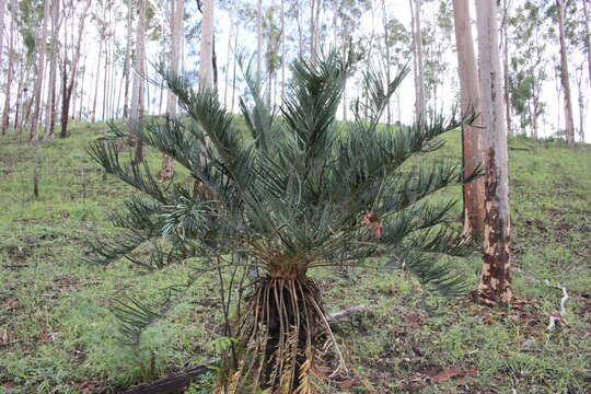 Image of Cycas megacarpa K. D. Hill