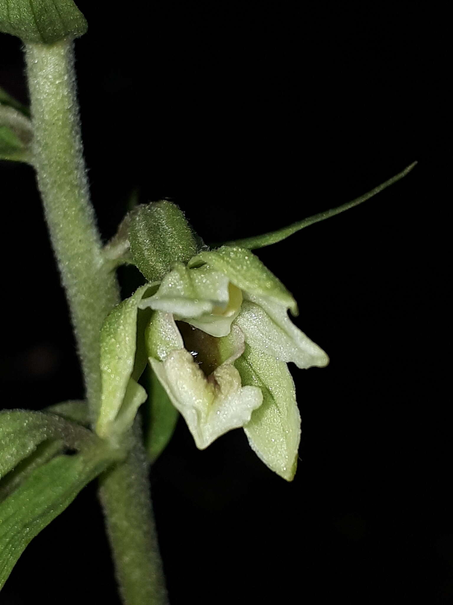 Image de Epipactis krym-montana Kreutz, Fateryga & Efimov