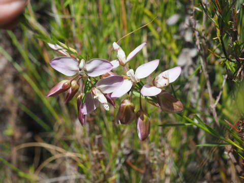 Image of Polygala langebergensis Levyns