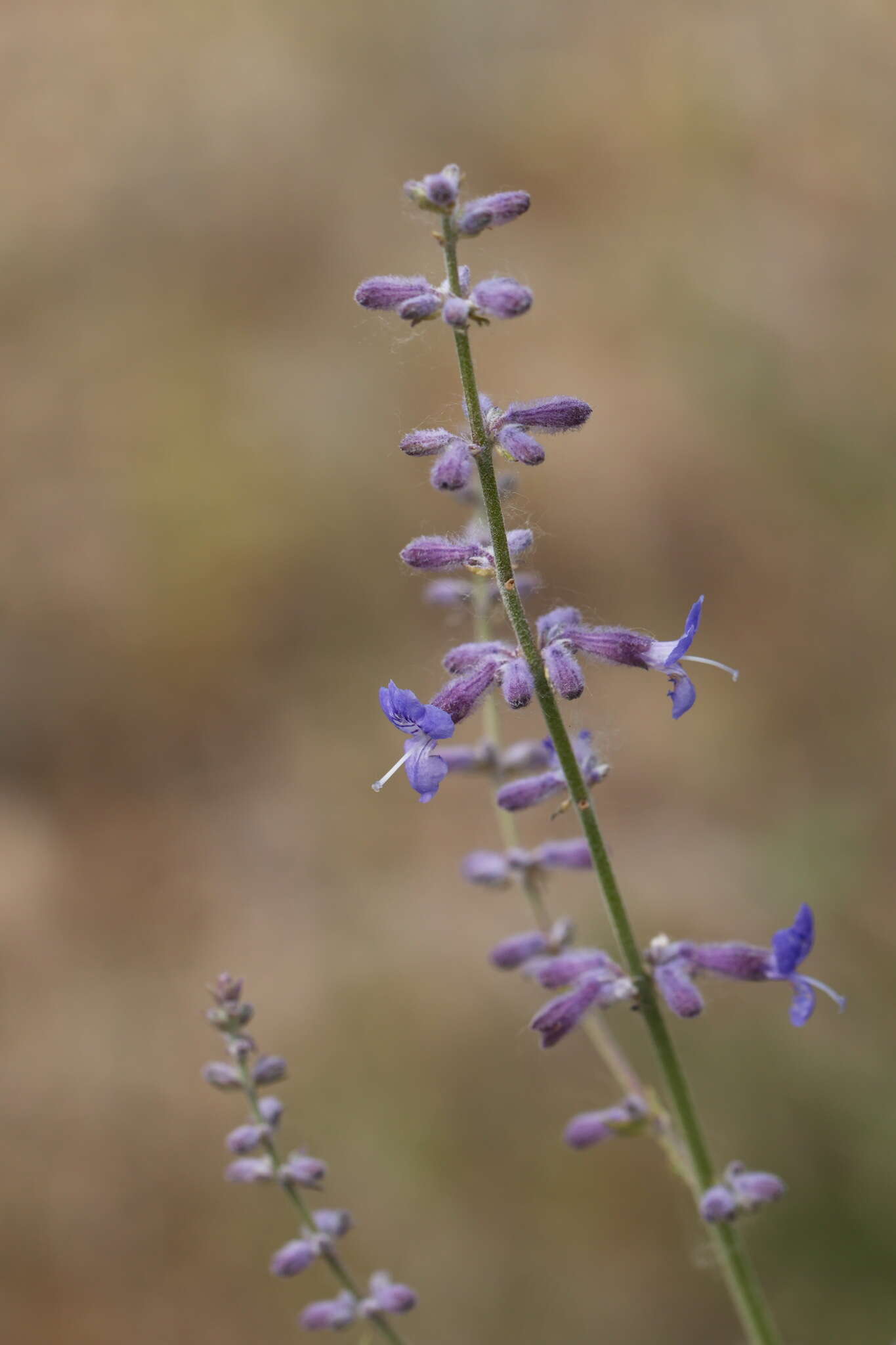 Image of <i>Salvia scrophulariifolia</i>