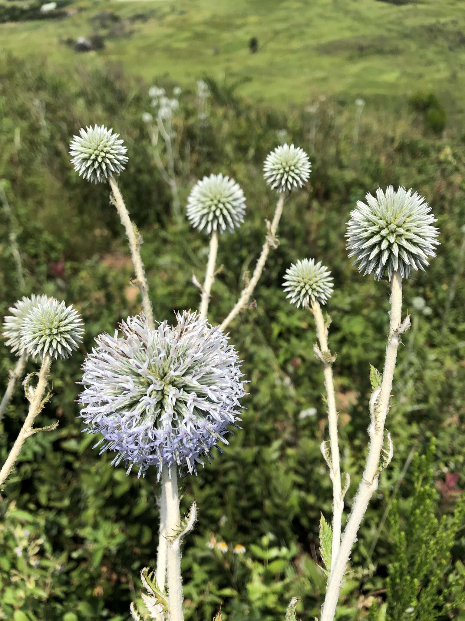 Image of Echinops grijsii Hance