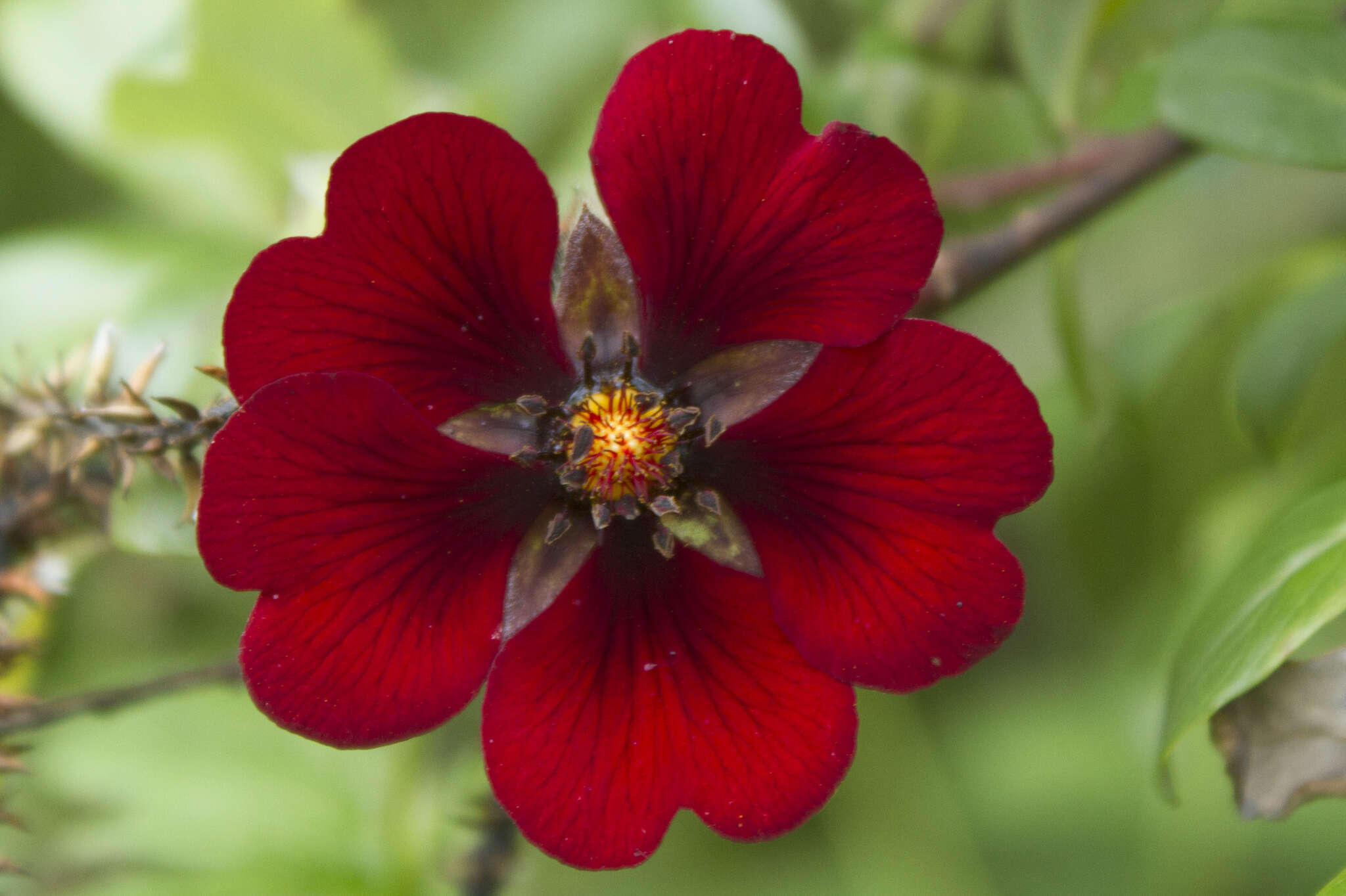 Image of ruby cinquefoil