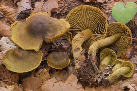 Image of Cortinarius olivaceofuscus Kühner 1955