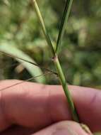 Eragrostis trichodes (Nutt.) Alph. Wood resmi