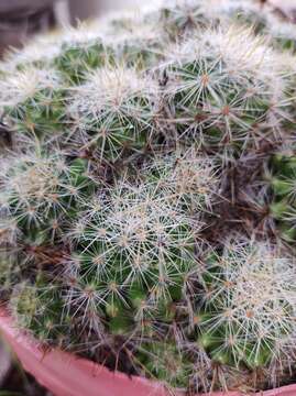 Image of Mammillaria vetula subsp. lacostei