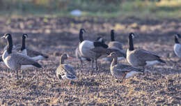 صورة Anser albifrons flavirostris Dalgety, Scott & P 1948