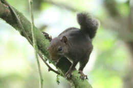 Image of Amazon Dwarf Squirrel